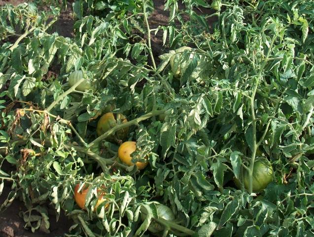 What to do if the leaves of tomatoes curl in a boat