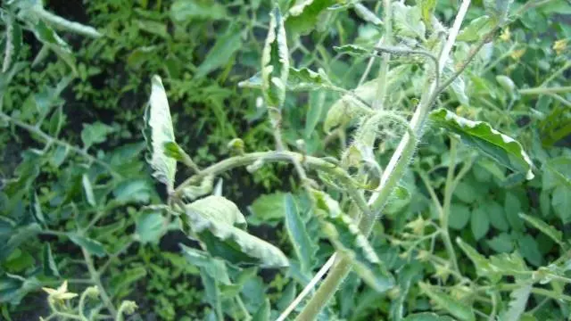 What to do if the leaves of tomatoes curl in a boat