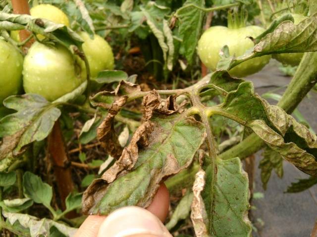 What to do if the leaves of tomatoes curl in a boat