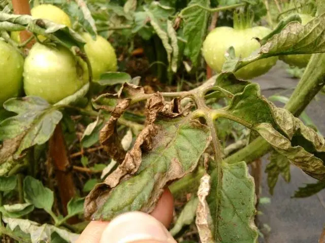 What to do if the leaves of tomatoes curl in a boat