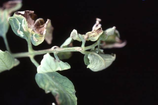 What to do if the leaves of tomatoes curl in a boat