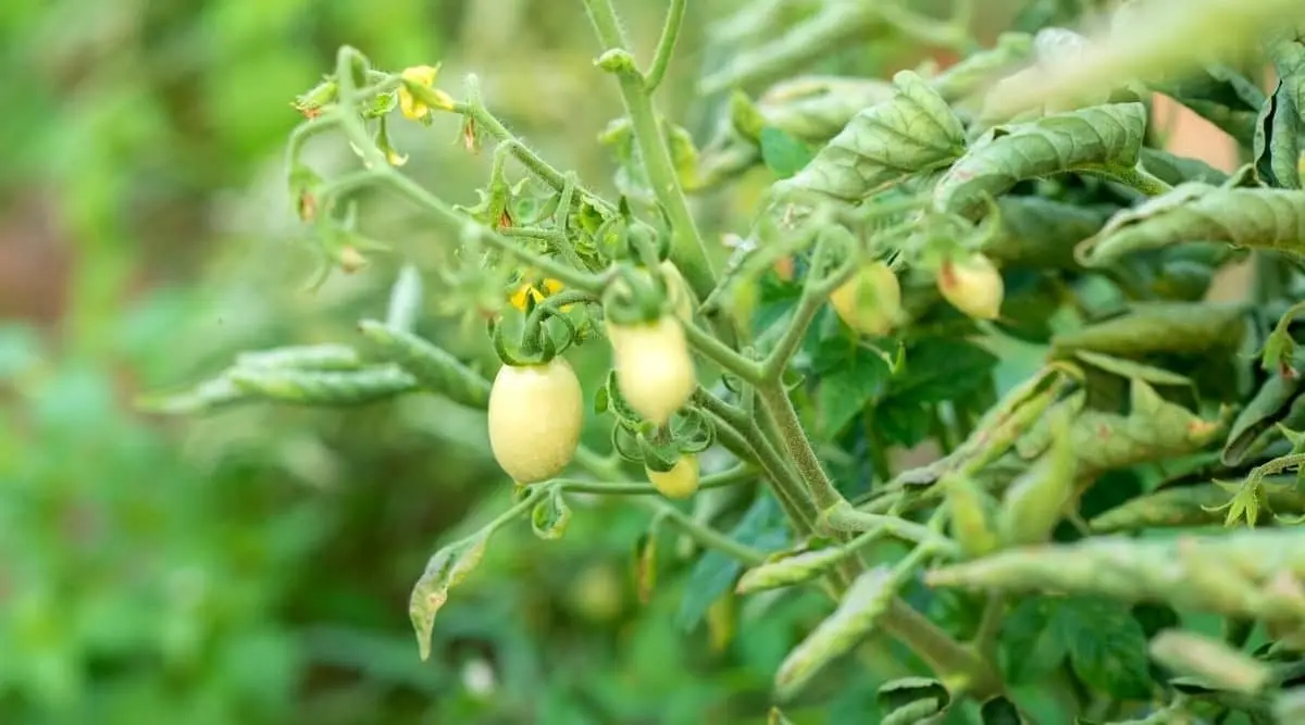 What to do if the leaves of tomatoes curl in a boat