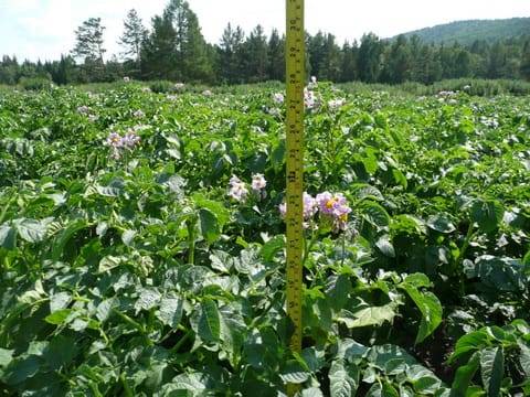 What to do if the potato tops are high