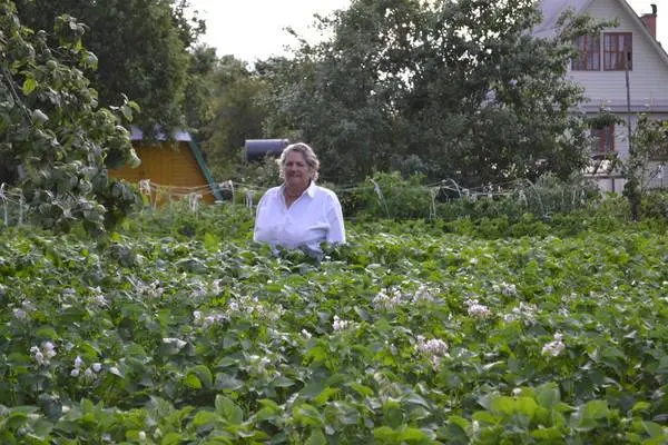 What to do if the potato tops are high