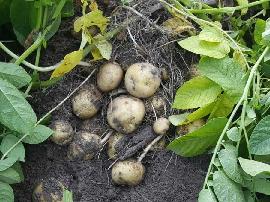 What to do if the potato tops are high