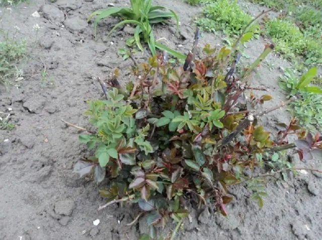 What to do if the rose turned into a dog rose