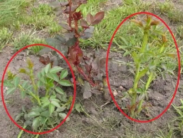 What to do if the rose turned into a dog rose