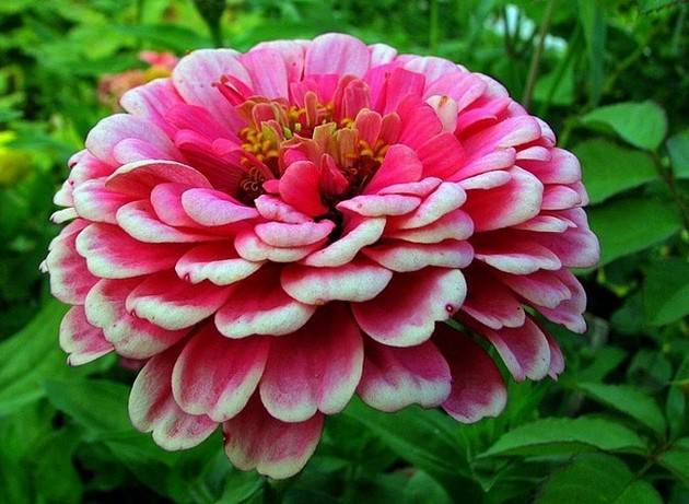 What to do if zinnia seedlings stretched out