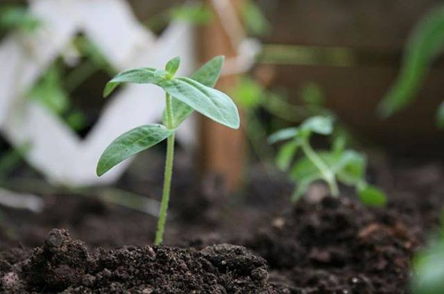 What to do if zinnia seedlings stretched out