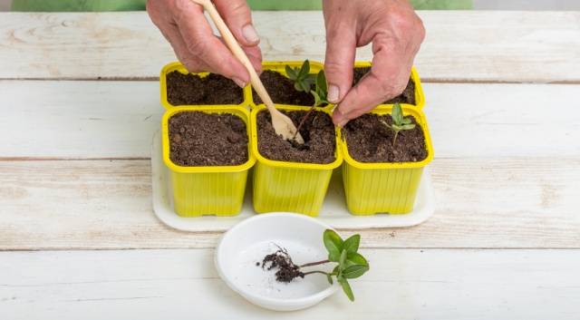 What to do if zinnia seedlings stretched out