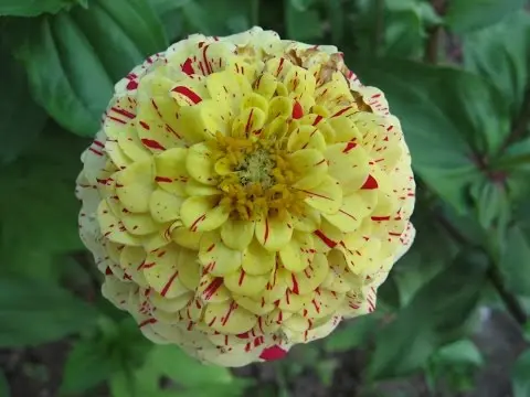 What to do if zinnia seedlings stretched out