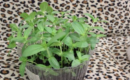 What to do if zinnia seedlings stretched out