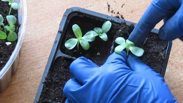 What to do if zinnia seedlings stretched out