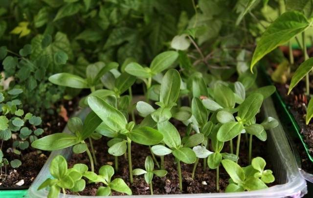 What to do if zinnia seedlings stretched out