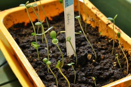 What to do if zinnia seedlings stretched out