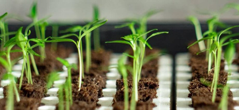 What to do if zinnia seedlings stretched out