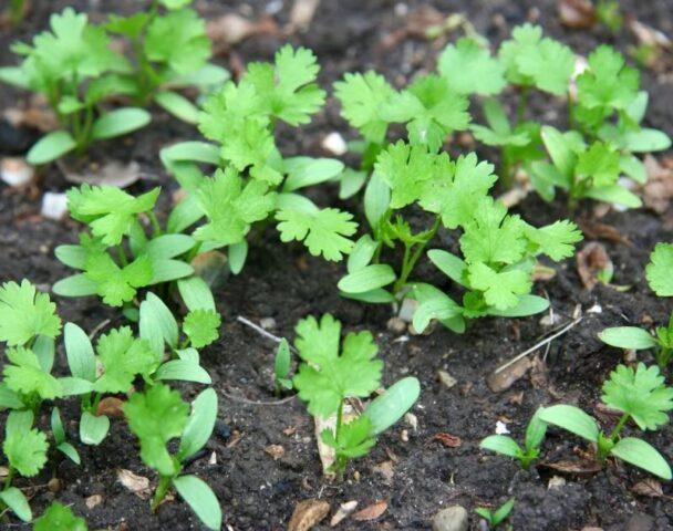 What to do to make parsley rise faster