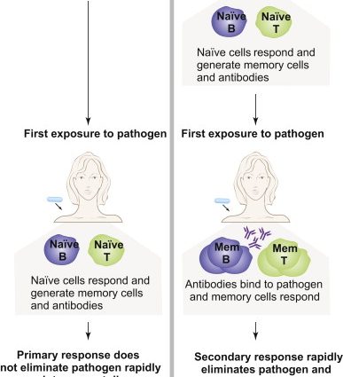 What to do when a loved one does not want to be vaccinated? An expert on the so-called cocoon method