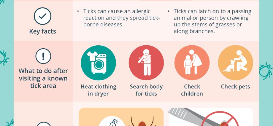 What to do when a tick bites? [WE EXPLAIN]