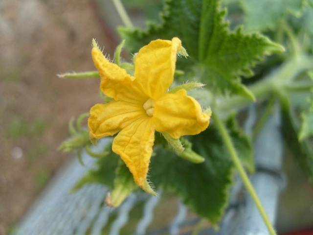 What to do with an empty flower on cucumbers in a greenhouse