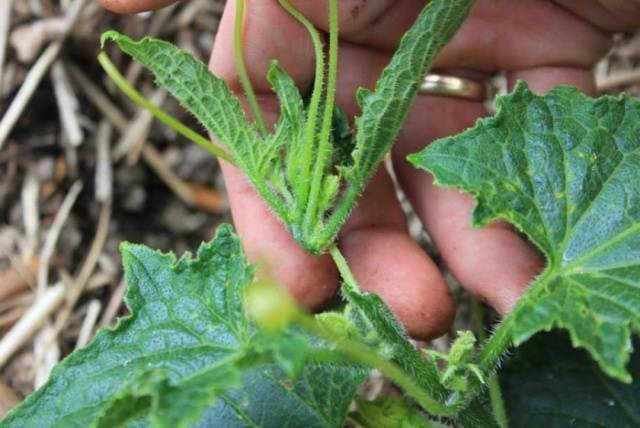 What to do with an empty flower on cucumbers in a greenhouse