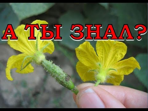 What to do with an empty flower on cucumbers in a greenhouse