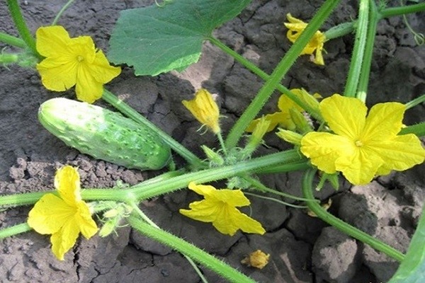 What to do with an empty flower on cucumbers in a greenhouse