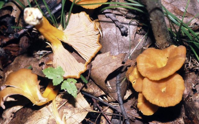 What to do with chanterelle mushrooms after picking