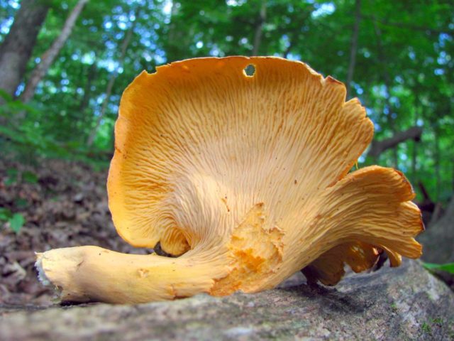 What to do with chanterelle mushrooms after picking