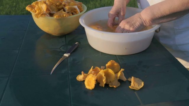 What to do with chanterelle mushrooms after picking