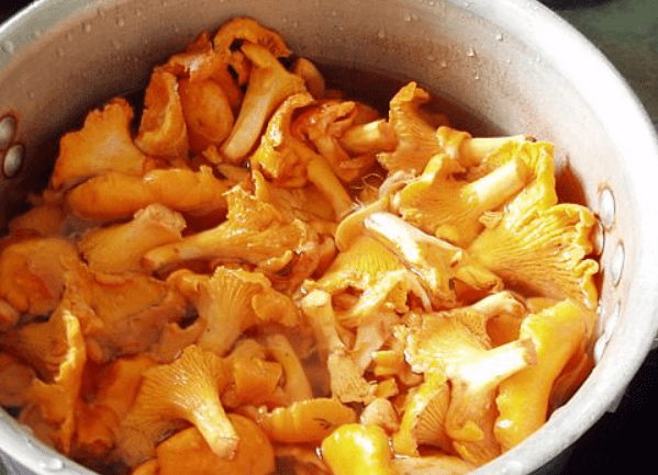 What to do with chanterelle mushrooms after picking