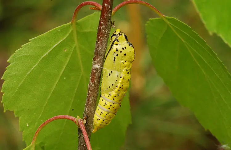 What to do with cobwebs on apple trees, how to deal