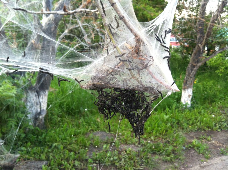 What to do with cobwebs on apple trees, how to deal