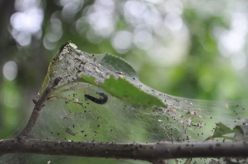 What to do with cobwebs on apple trees, how to deal