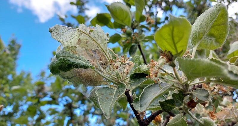 What to do with cobwebs on apple trees, how to deal