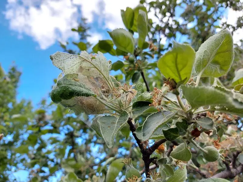 What to do with cobwebs on apple trees, how to deal