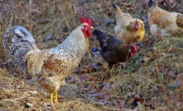 What to give chickens for diarrhea