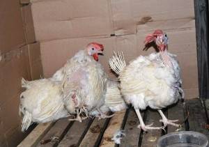 What to give chickens for diarrhea