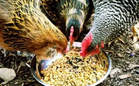 What to give chickens for diarrhea