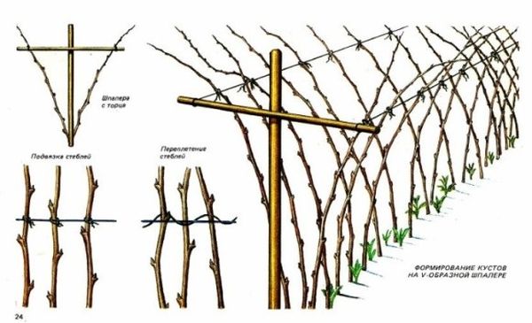 What to make a trellis for raspberries with your own hands and how to tie a bush