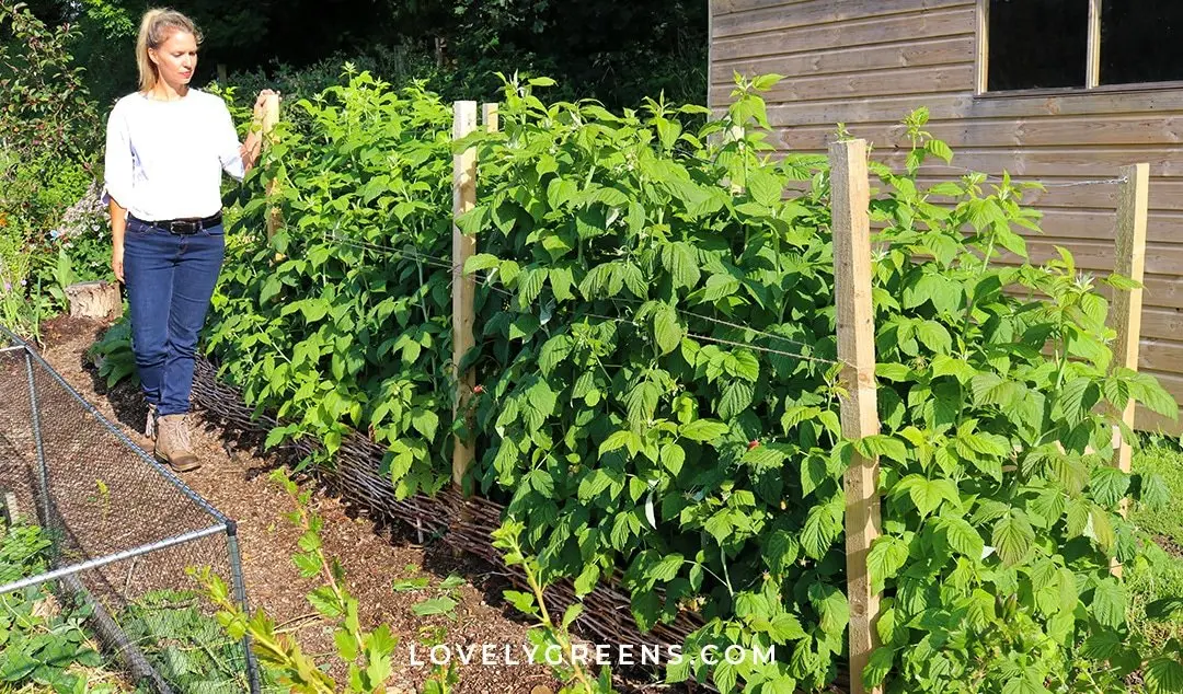 What to make a trellis for raspberries with your own hands and how to tie a bush