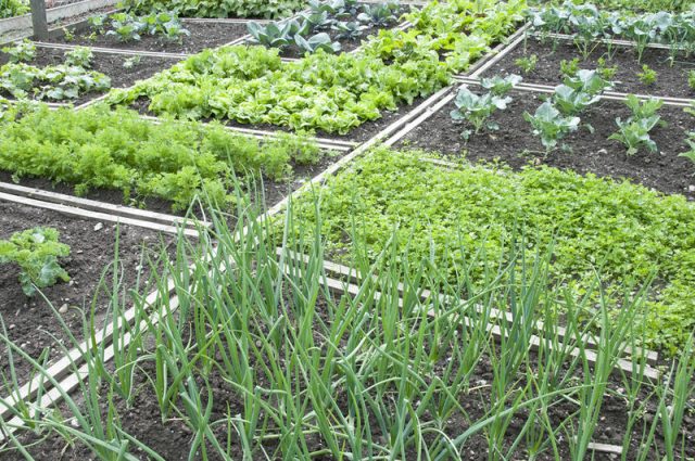 What to plant after onions next year