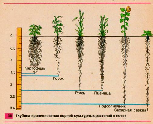 What to plant after onions next year