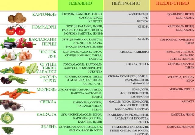 What to plant after onions next year