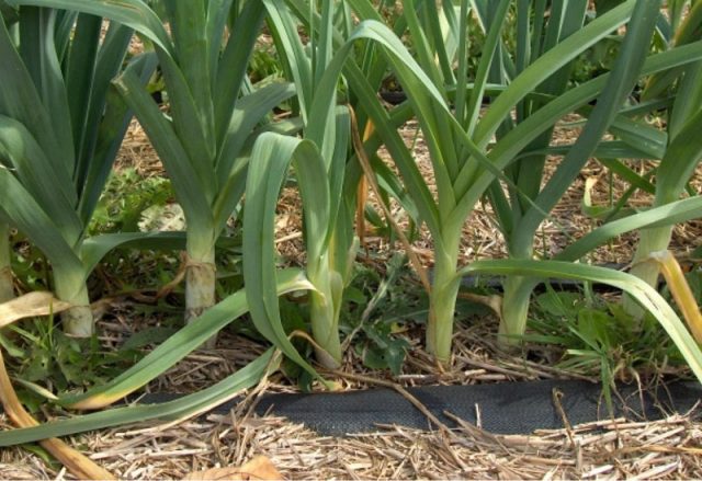 What to plant after onions next year