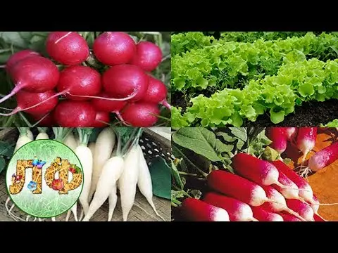 What to plant after onions next year