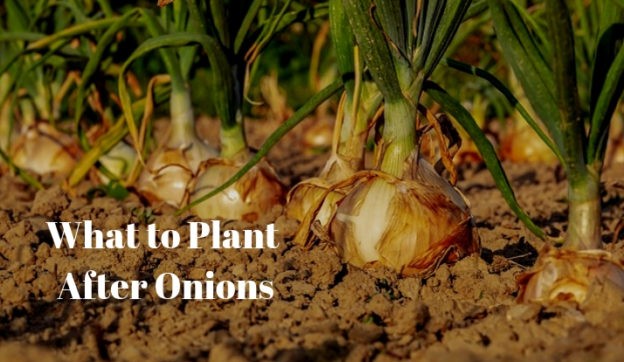 What to plant after onions next year