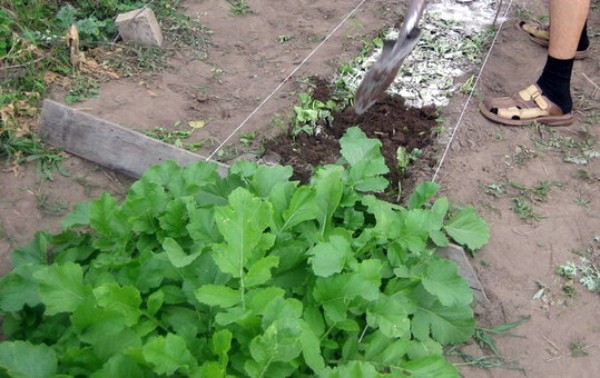 What to plant after radishes: suitable crops