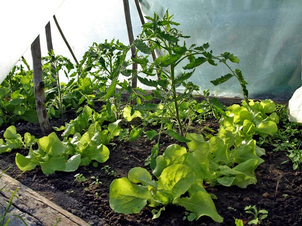 What to plant after radishes: suitable crops