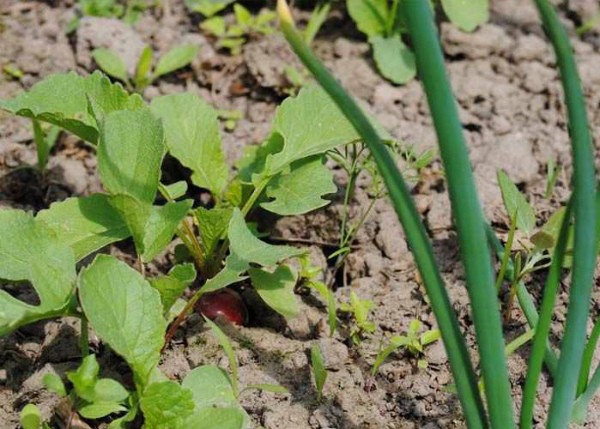 What to plant after radishes: suitable crops